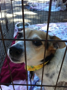 Puppy in cage