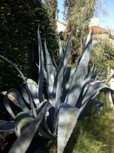 Agave plants along South Congress Avenue in Austin, Texas